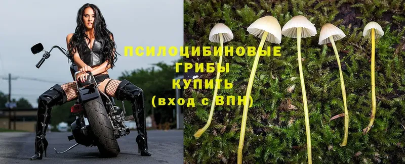 дарк нет наркотические препараты  Заозёрск  Галлюциногенные грибы Psilocybe 